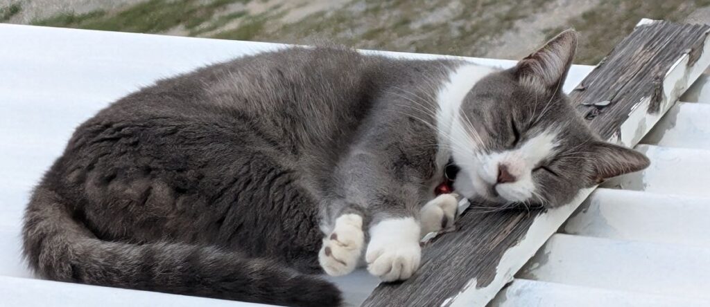 茜色の夕日　キャッチ画像